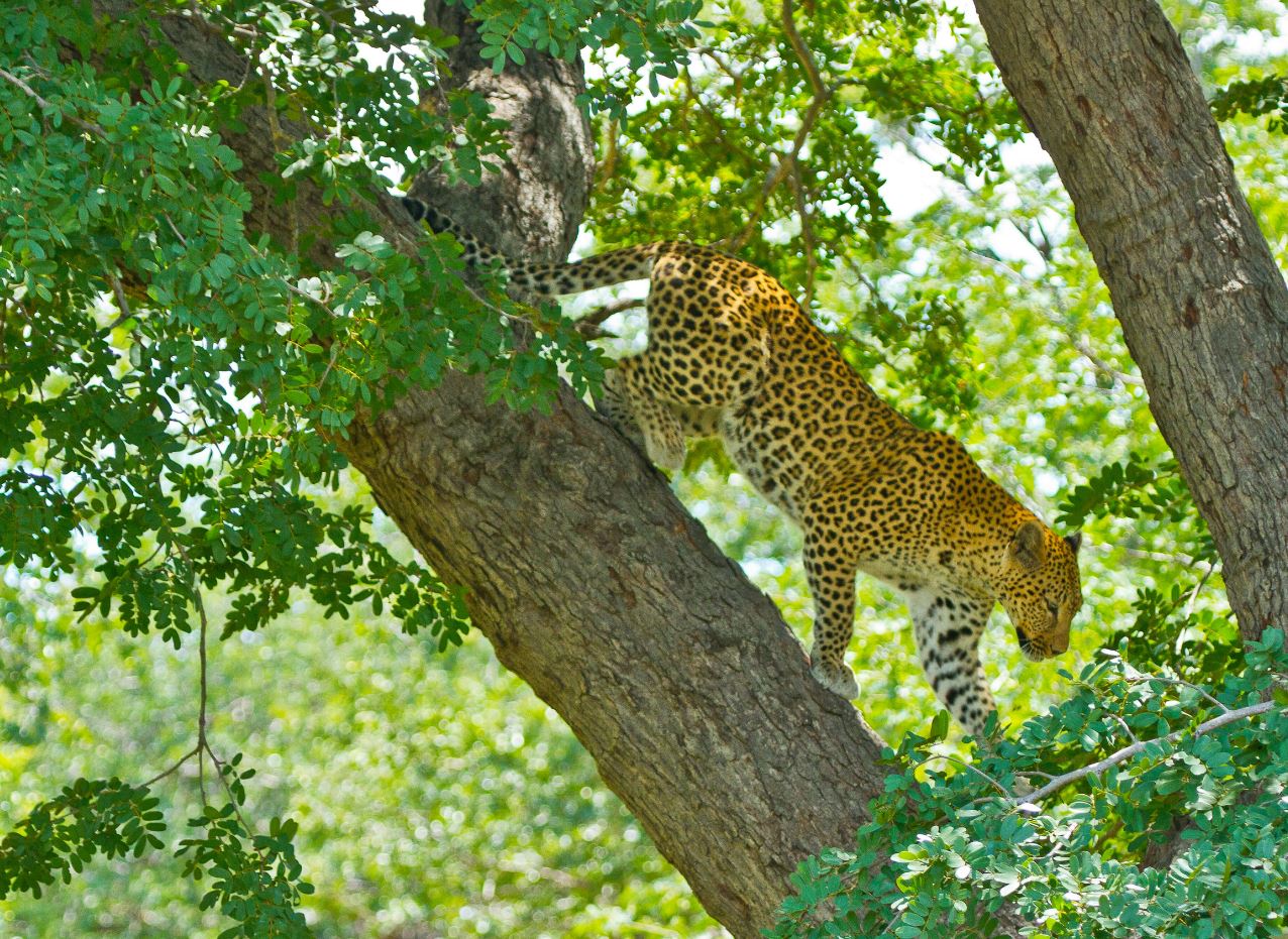 cheetah at ngorongoro