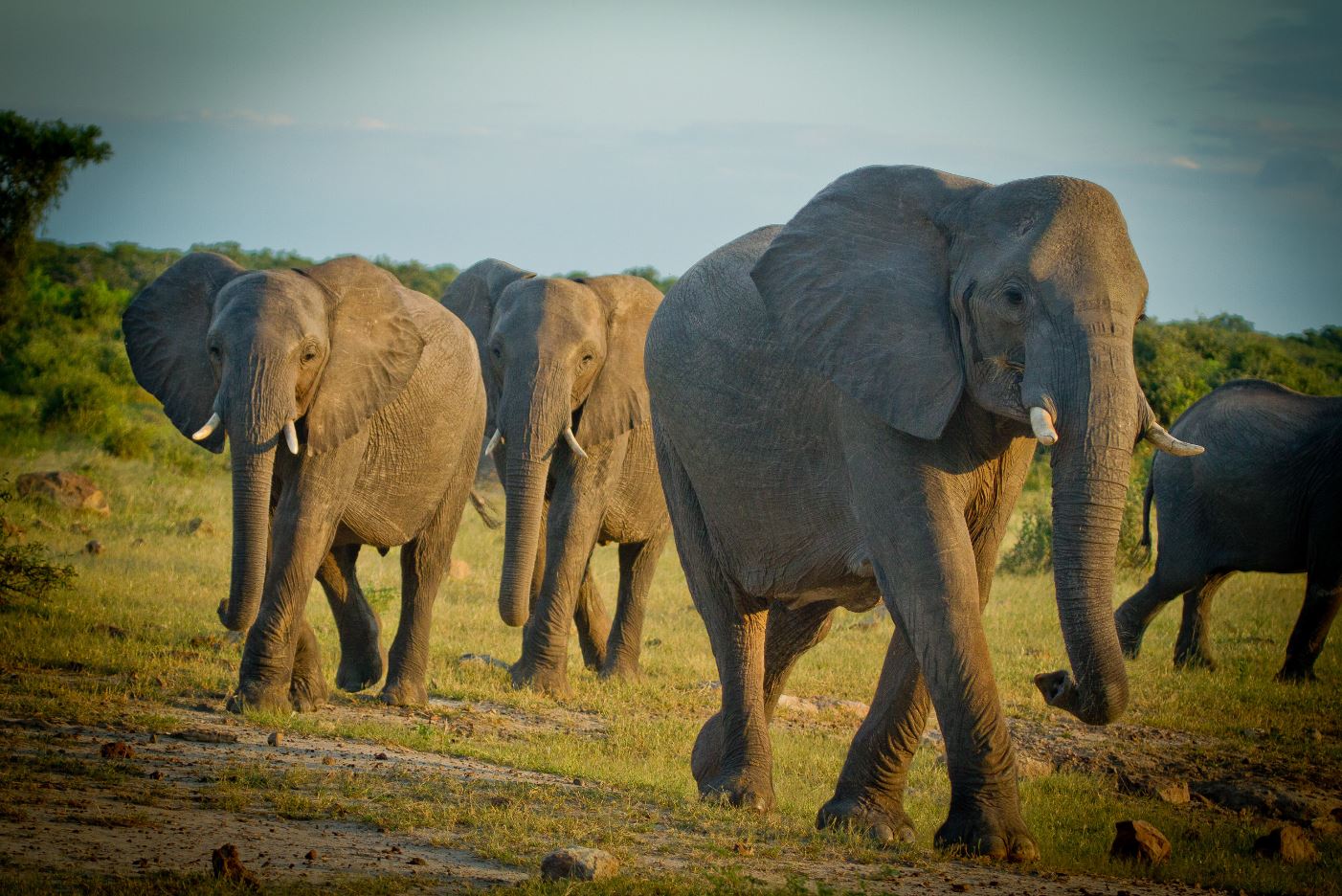elephants at manyara
