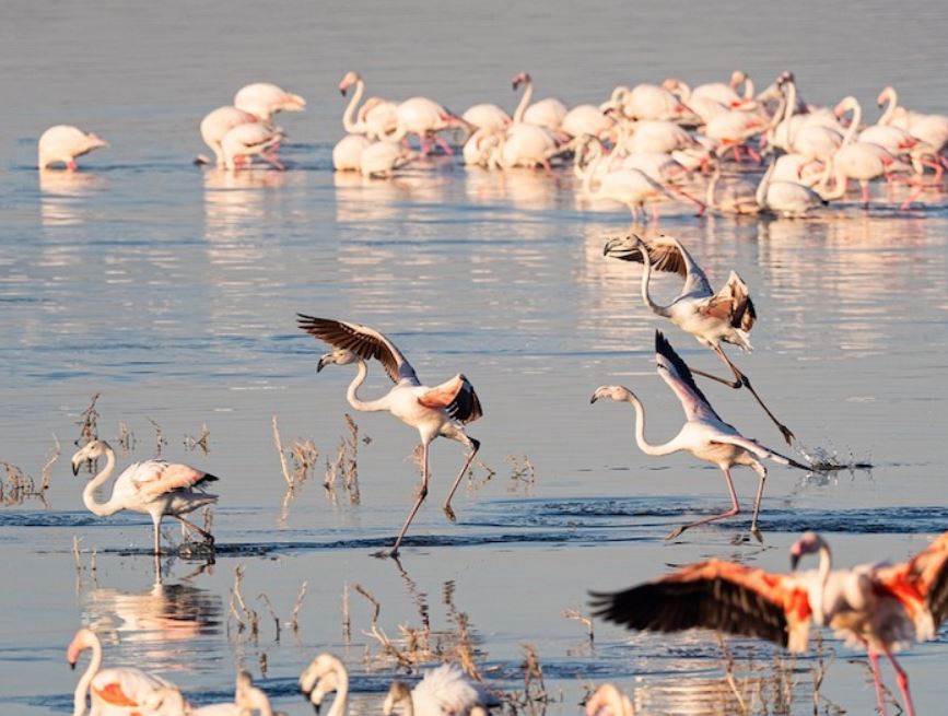 flamengos at manyara