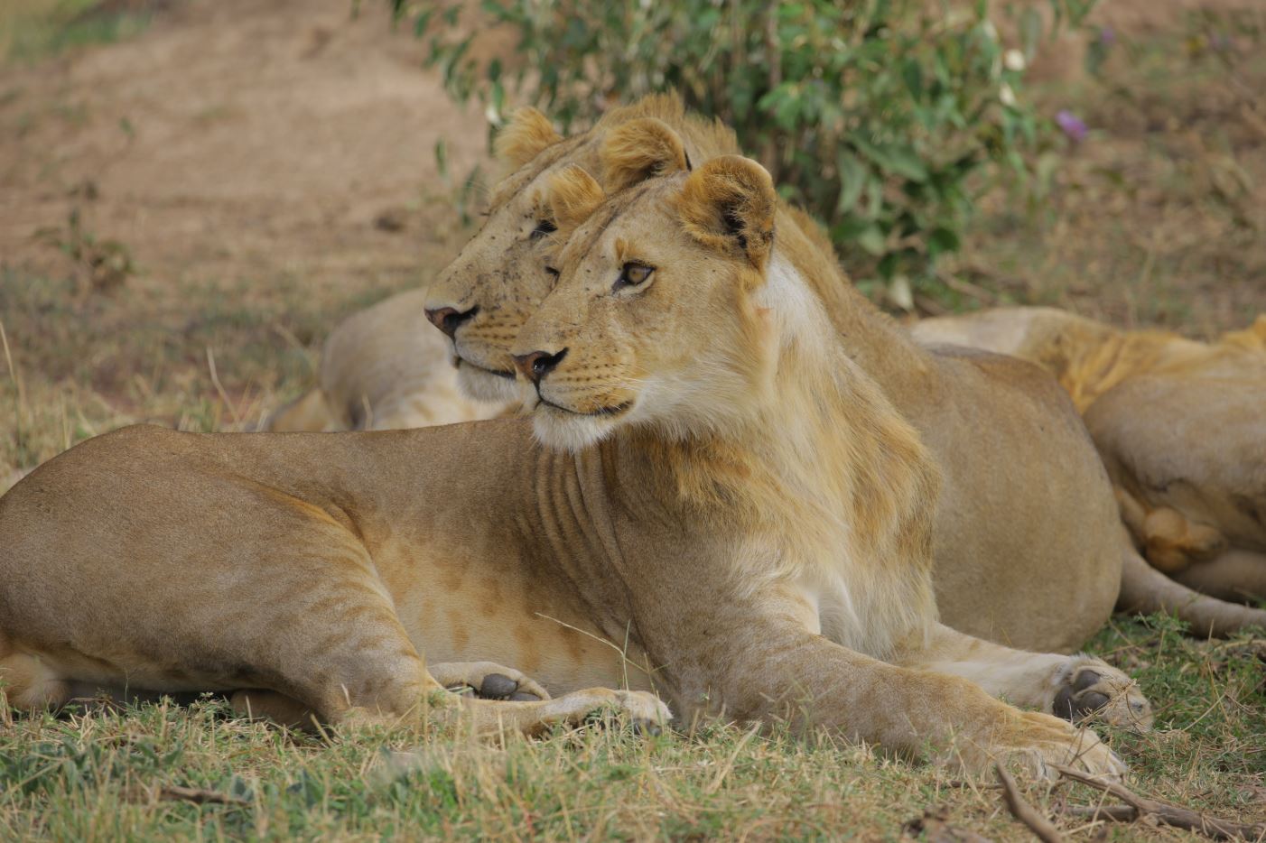group of lions 3
