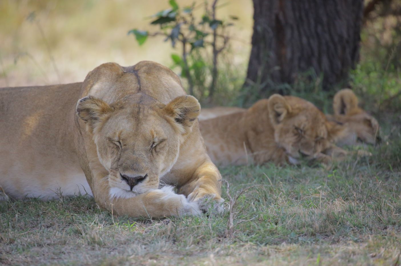 group of lions 5