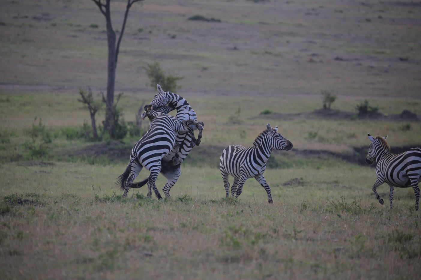 group of zebra 5