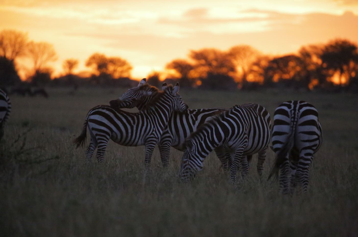 group of zebra