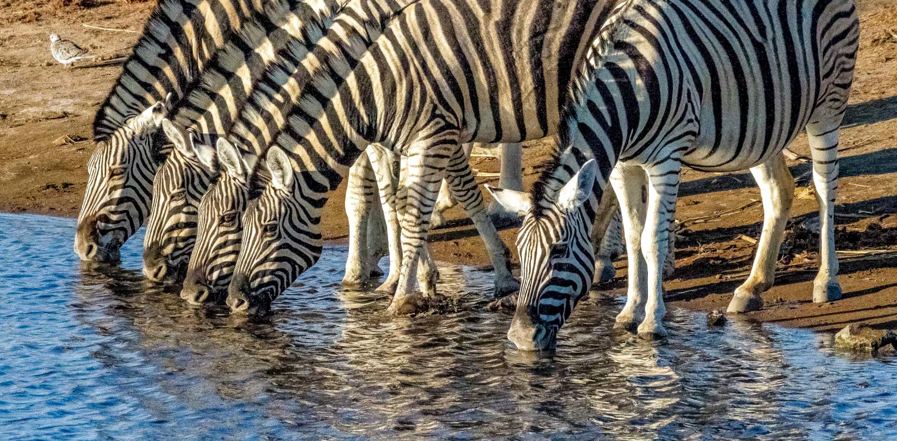 group of zebras at selous