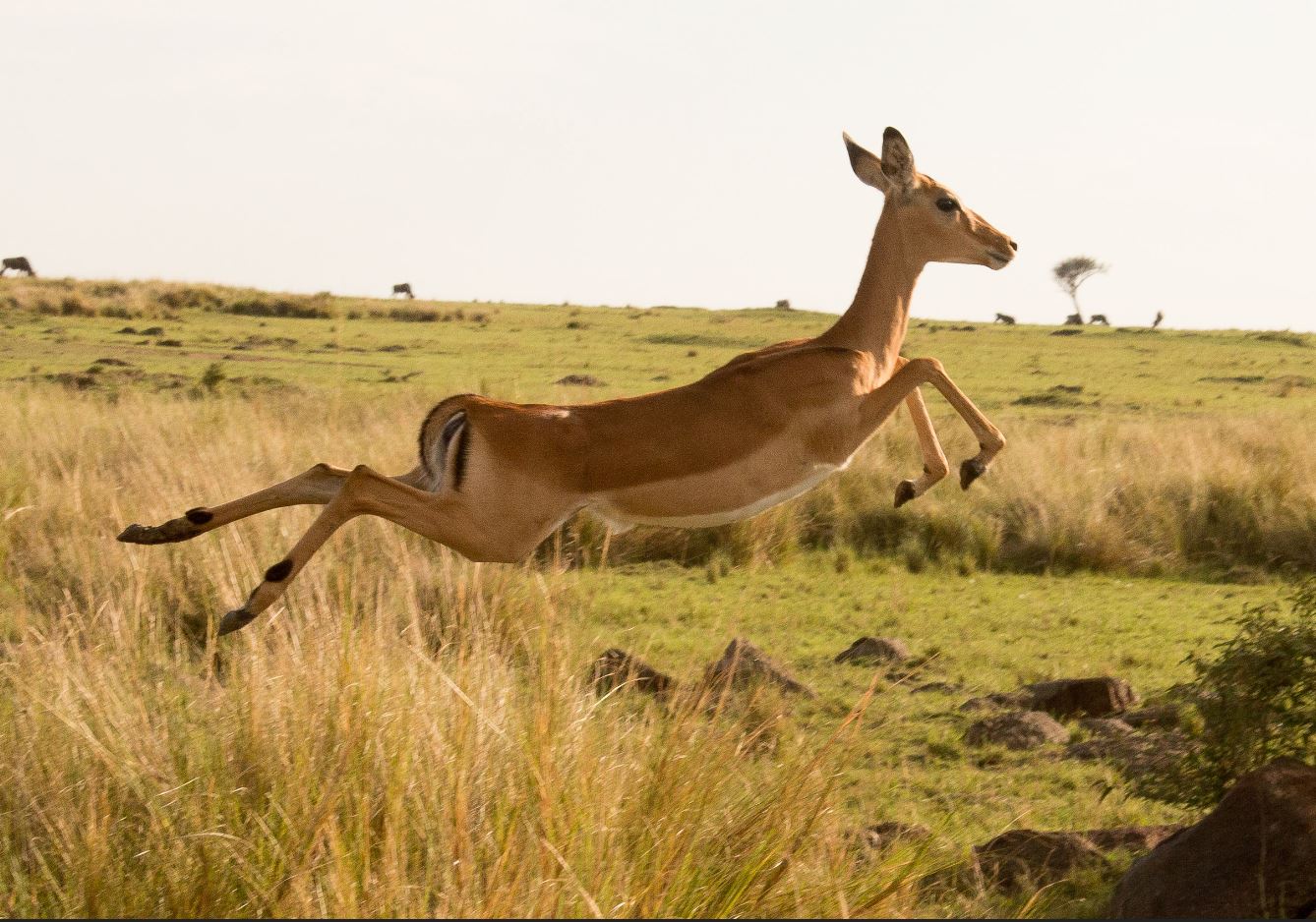 impala at selous