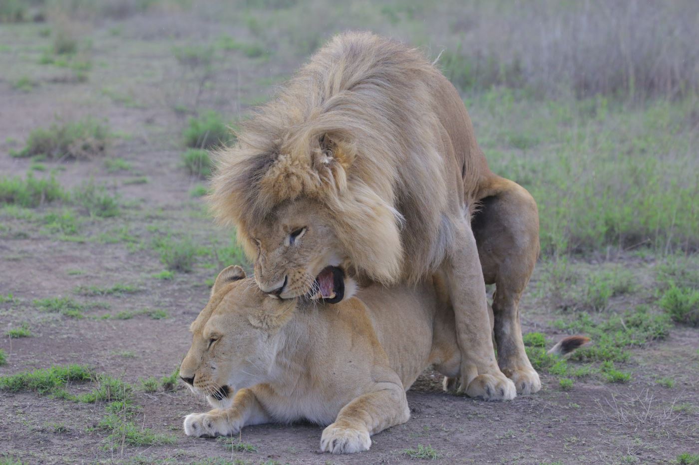 lions sexing 1