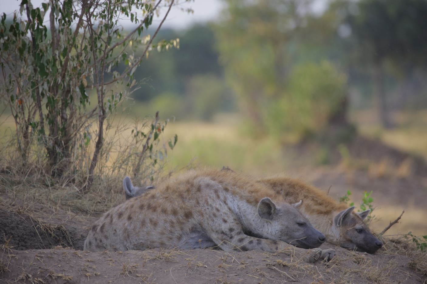 sleeping hyenas
