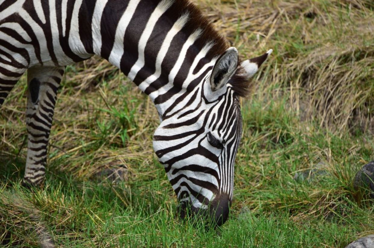 zebra at selous