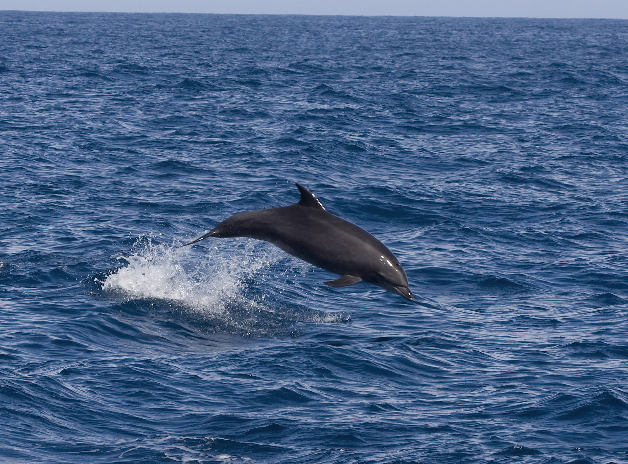 Zanzibar_Dolphin_Tour_02
