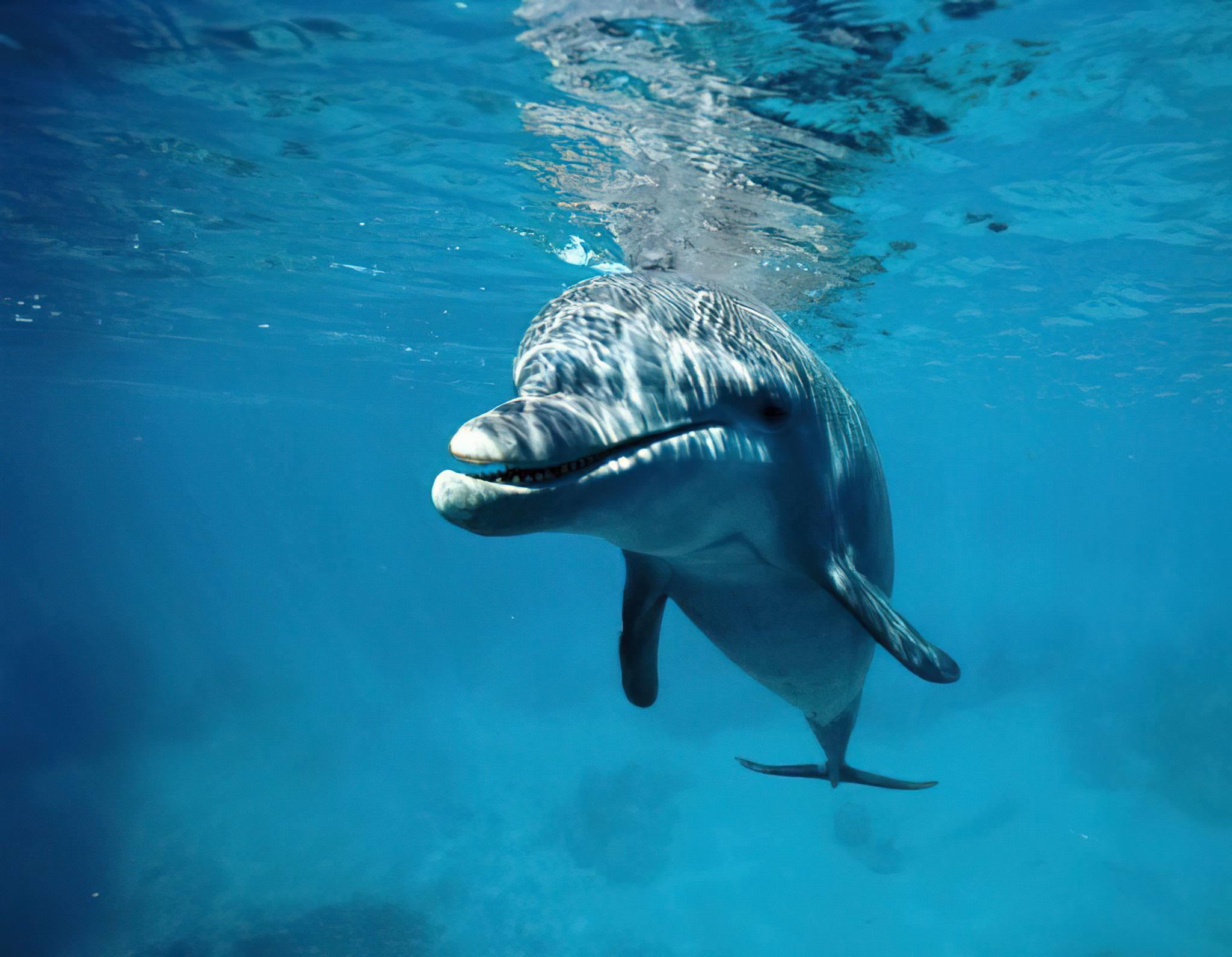 Zanzibar_Dolphin_Tour_04
